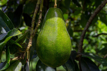 Detailed image of a large green avocado hanging from a branch, with vibrant foliage and natural light. Ideal for themes of nutrition, farming, and tropical agriculture.