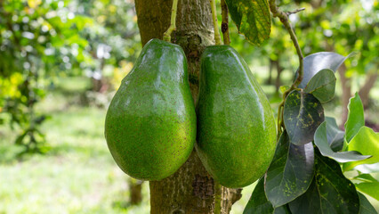 Two ripe green avocados growing side by side on a tree trunk in a sunny tropical plantation. Perfect for illustrating organic farming and healthy food production.