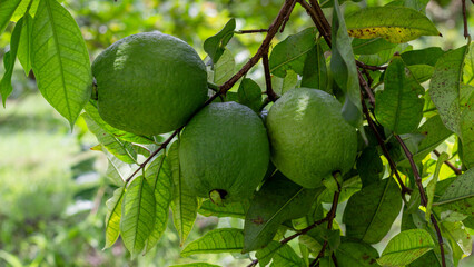 Close-up of three unripe green guavas growing in a cluster on a tree branch in a tropical farm environment. Great for fruit production and farming visuals.