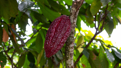 Close-up of a red cacao pod attached to the tree trunk in a shaded tropical plantation. Excellent for illustrating chocolate production and agricultural origins.