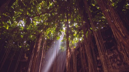 Lush jungle canopy, sunlight filtering through