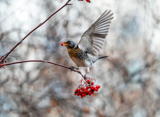 thrush fieldfare sitting on a branch with scarlet ripe berries flapping its wing
