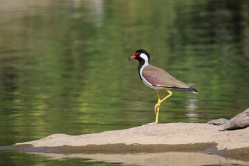 Obraz premium Yoga, anyone? A Red-wattled lapwing bird spotted in Ranganathittu Bird Sanctuary, Karnataka India.