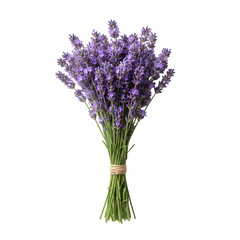 Fototapeta premium A Bunch of Freshly Cut Lavender Stems Tied Together with Twine on a Transparent Background Ideal for Floral Arrangements and Aromatherapy