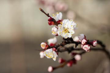 Apricot tree branches bursting with white and pink blossoms and unopened buds, symbolizing new...