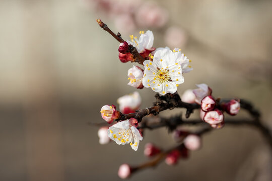 Apricot tree branches bursting with white and pink blossoms and unopened buds, symbolizing new beginnings, the arrival of spring, and the beauty of nature awakening