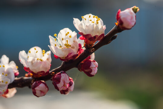 Apricot tree branch bursting with delicate white and pink flowers, showing golden stamen and unopened buds, symbolizing new life, growth, and the arrival of spring in a detailed macro view