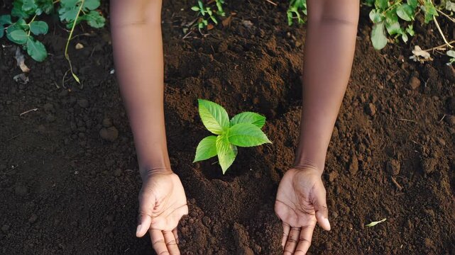 Close-up of human hands planting a small green sapling into soil, sunlight shining in the background, symbol of sustainability and care for nature