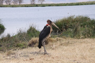 2025-09-09 Tanzania Ngorongoro Crater