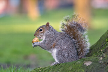 scoiattolo con nocciola