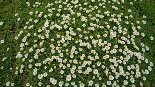 A carpet of small white wildflowers blooming in lush green grass