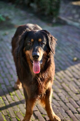 portrait of a hovawart