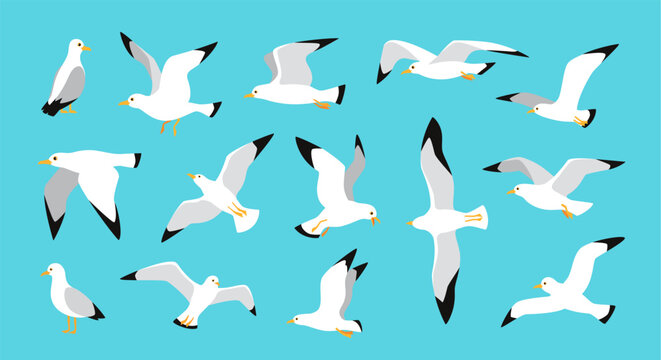 Seagulls. Flying sea bird in sky, seagull in various poses. Cartoon cute seabird flight. Vector isolated set