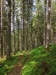 Fototapeta premium Vertical View of Sun-Dappled Path Winding Through Tall Alpine Spruce Forest