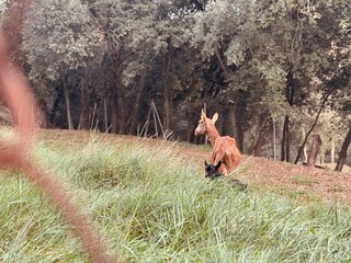 Goat with Baby Kid in Green Pasture on Sunny Day