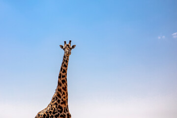 A beautiful giraffe in the African savannah. Sunny day.