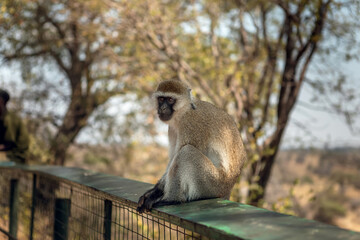 A beautiful African monkey in the savannah. Sunny day. A beautiful animal.