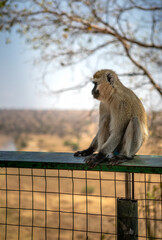A beautiful African monkey in the savannah. Sunny day. A beautiful animal.