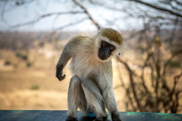 A beautiful African monkey in the savannah. Sunny day. A beautiful animal.