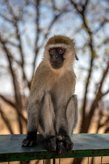 A beautiful African monkey in the savannah. Sunny day. A beautiful animal.