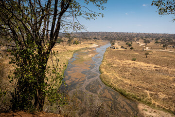 Beautiful African savannah. Large trees. Bushes. Sunny summer day.