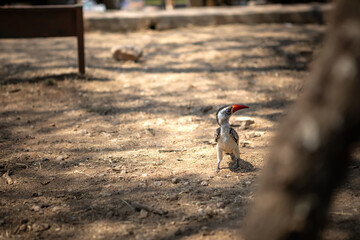 A beautiful African bird. Sunny summer day. Bird on safari.
