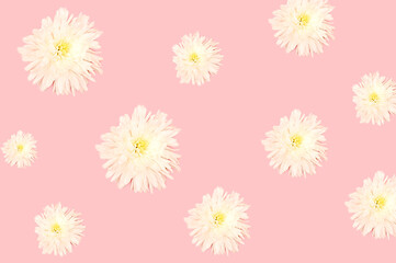 White flowers on pink background for design and decoration.