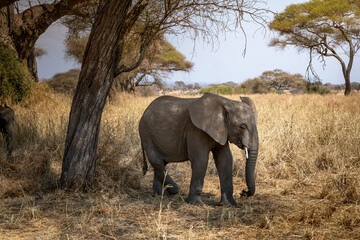 Beautiful elephants in the African savannah. National Park. Sunny day.