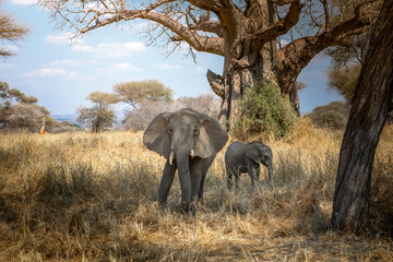 Beautiful elephants in the African savannah. National Park. Sunny day.