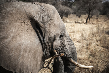Beautiful elephants in the African savannah. National Park. Sunny day.