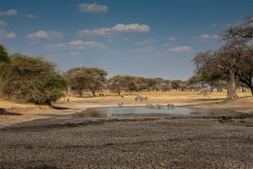 Beautiful African savannah. Large trees. Bushes. Sunny summer day.