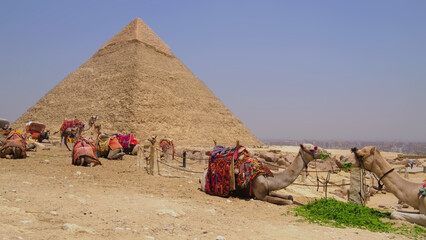 Camels resting near the pyramids in Egypt, decorated with colorful saddles, capturing the essence of travel and desert adventure.
