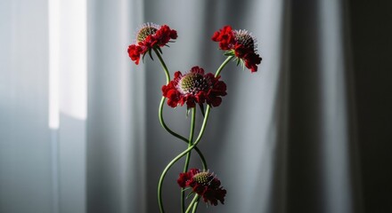 Elegant red Scabiosa flowers in dramatic light. Intertwined stems symbolizing connection and unity. Minimalist botanical art for sophisticated branding and interior decor concepts