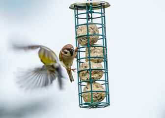 ptaki przy karmniku z kulami tłuszczowymi © Henryk Niestrój