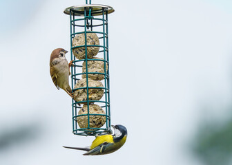 ptaki przy karmniku z kulami tłuszczowymi