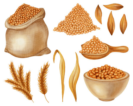 Watercolor Illustration set of wheat-related items: mill, grains, ears, and flour in different containers. Excellent for farming, organic food, grain product packaging, menu, food packaging, cookbooks