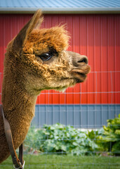 Alpaca Profile