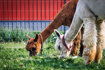 Grazing Alpacas