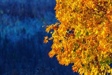 złote liście klonu na tle niebieskawego zimnego tła