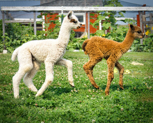 Playful Alpacas