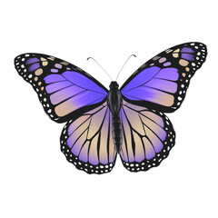 Fototapeta premium Graceful butterfly with stunning purple wings and elegant black accents, perfect for design projects