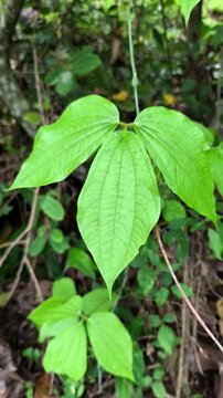 The leaves of the gadung plant (Dioscorea hispida) grow wild, healthy and fresh in the garden.