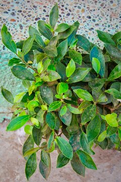 green leaves on the ground