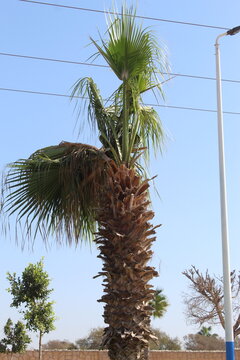 palm trees against blue sky