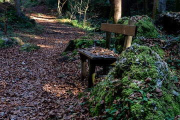 old wooden bench in a forest covered with autumn leaves in soft evening light