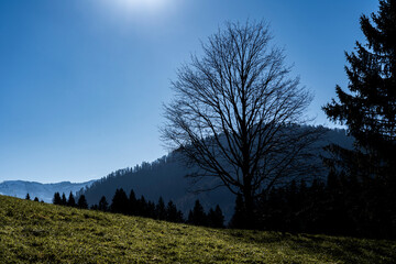 silhouette of a tree in an alpine meadow in Hittisau in Bregenzer Wald in Vorarlberg Austria in autumn 
