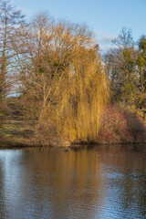 Late Autumn/Early Winter Scene by a Pond in a Historic Park: Reflections of Bare Trees and Willows in the Water on a Clear Day