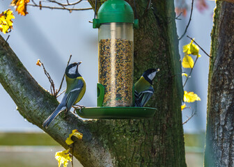 bogatka przy karmniku z nasionami