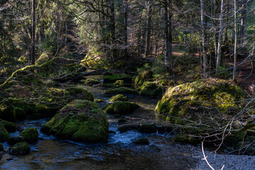 river or creek in the forest with moss on the trees and rocks in warm evening light