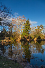 Late Autumn/Early Winter Scene by a Pond in a Historic Park: Reflections of Bare Trees and Willows in the Water on a Clear Day